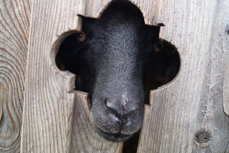 Photo Pig nose