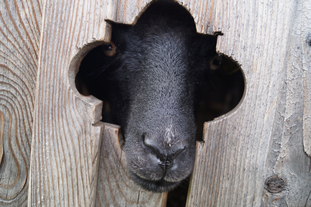 Photo Pig nose